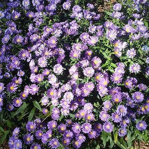 Meet your Posher, Connie